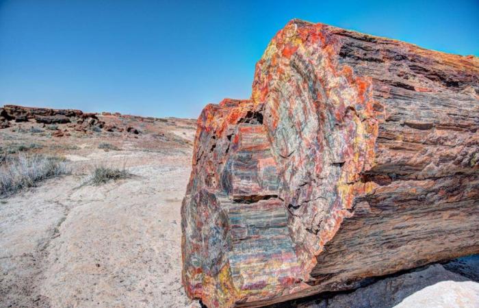 How did these forests turn to stone?