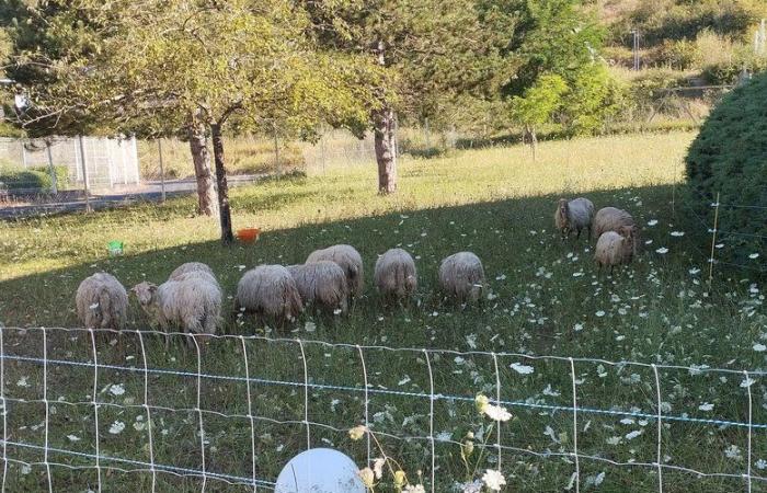 “I will fight, day and night…” eco-pastoralism takes hold in Espalion