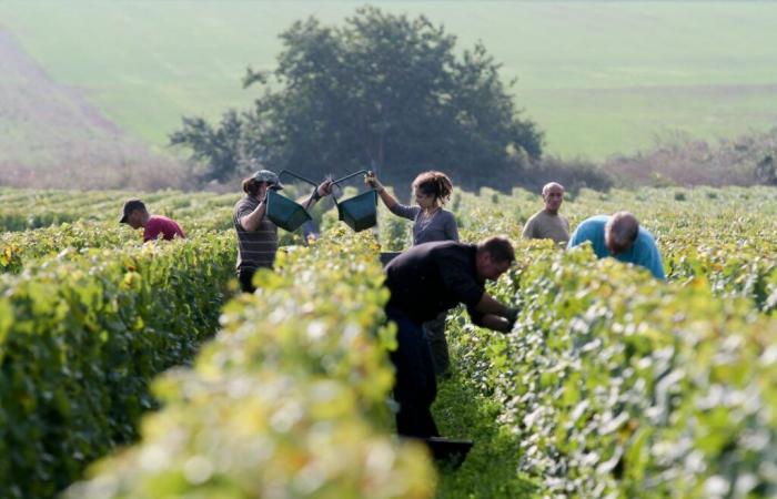 CÔTE-D'OR: Summary of labor inspection controls during the harvest