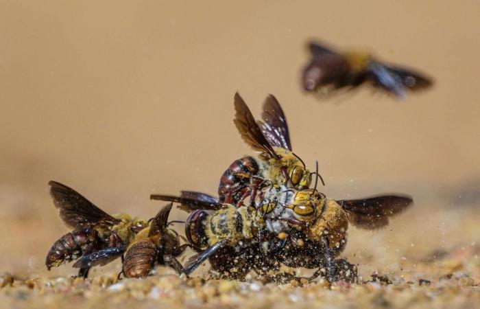 incredible photographs at the service of nature