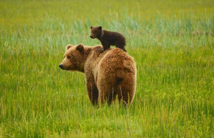 when a bear becomes an ecological symbol