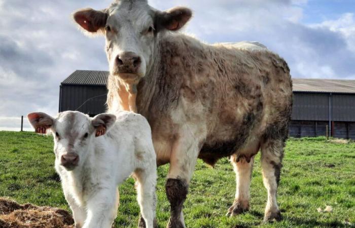 Creuse shines in the Charolais interdepartmental competition, one week before the Boussac fair