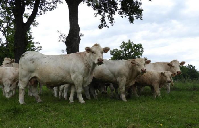 First case of FCO3 in Puy-de-Dôme | Agriculture Massif central