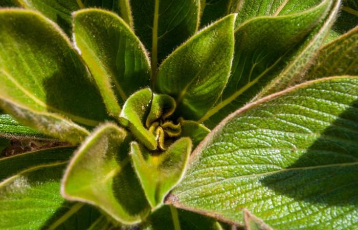 A plant that has been extinct for more than 30 years has finally reappeared, resurrected by French botanists