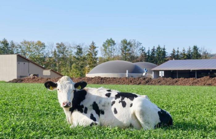 With the new electricity law, biogas producers are “in the unknown”