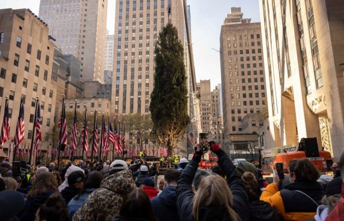 Massachusetts Norway Spruce arrives in NYC as Rockefeller Center Christmas Tree