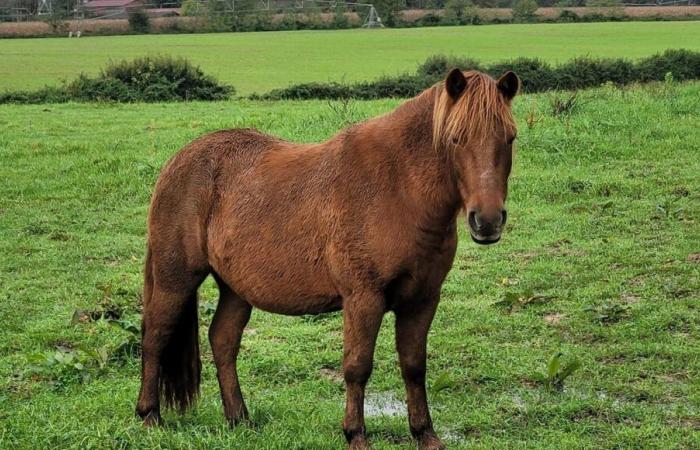 “The horses will spend the winter without shelter”, a Landes shelter launches a fundraiser after the ravages of storm Kirk