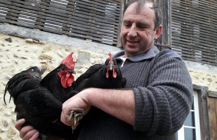 Avian flu: “In the event of a “sanitary” slaughter, on a herd like mine, the deadweight loss would be €80,000”