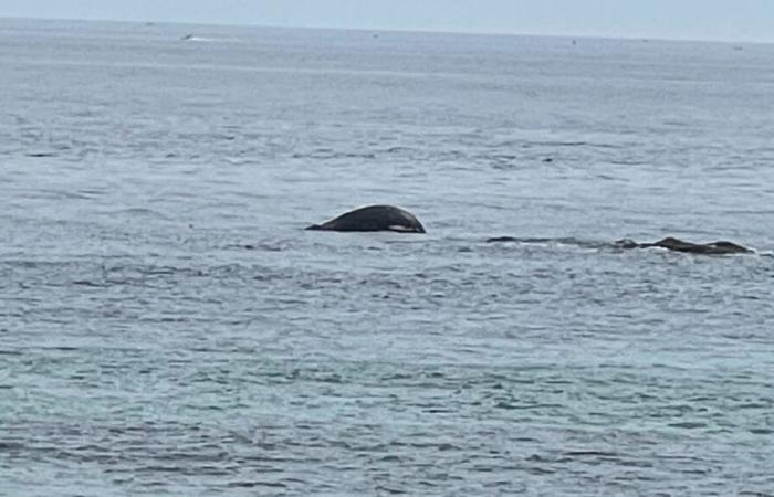 A dead whale washes up on the coast of Réville, in the English Channel