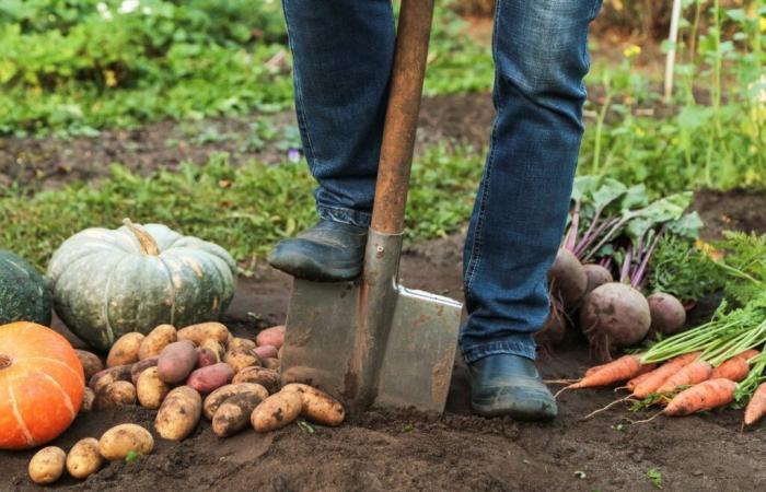 You need to complete these gardening tasks in November