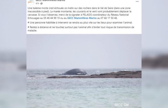 a dead whale washes up on the coast of Val de Saire