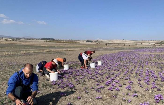 REPORTING. Kozani saffron, this “red gold” threatened by climate change