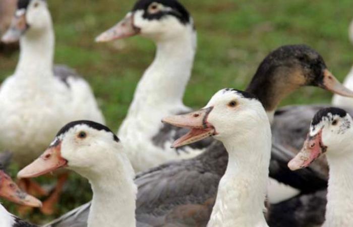 ALERT – The return of avian flu shakes the duck industry