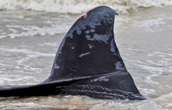 Channel: a whale washes up on a beach then drifts near the coast: News