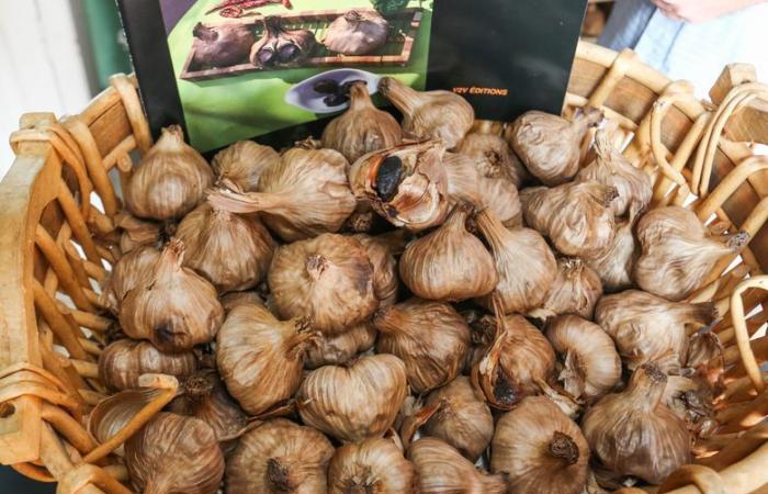 He gave up pizza to make his own black garlic near Perpignan