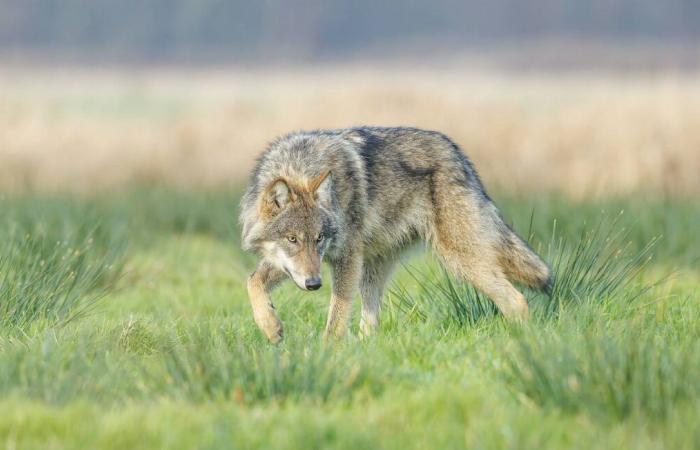 Angry at wolf attacks, farmers tie a dead heifer to a sub-prefecture