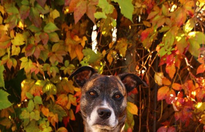 Love at first sight at the dog park | From La Petite-Patrie to Gaspésie