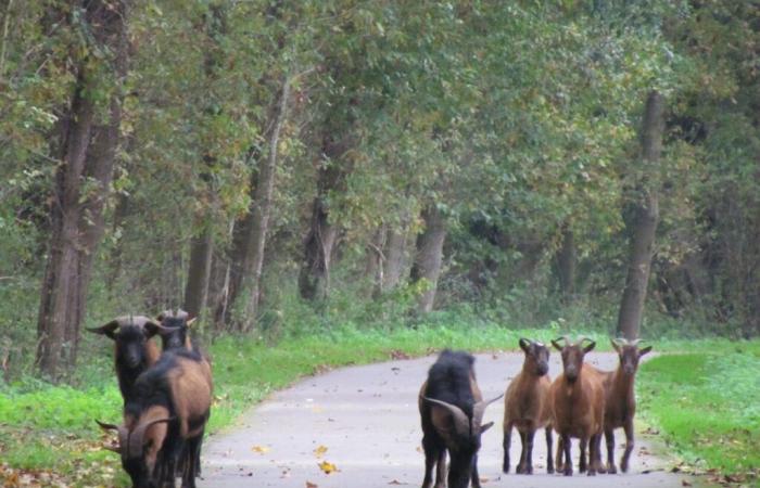 Abandoned and left to their own devices, these goats found refuge in this village in Oise