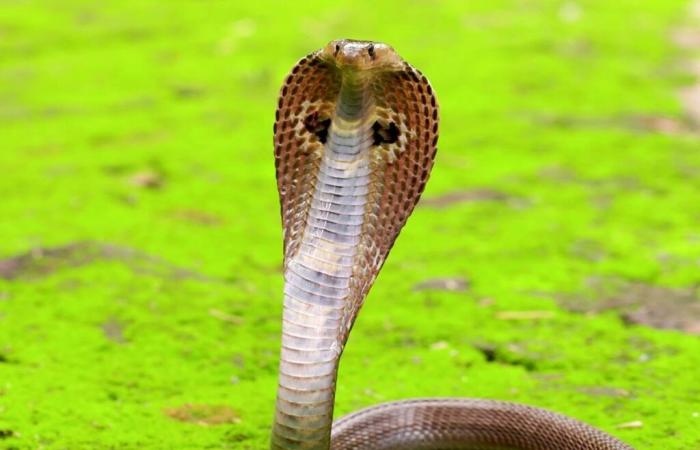 Discovery about the deadliest snake on the planet that had not yet revealed all its secrets after 188 years