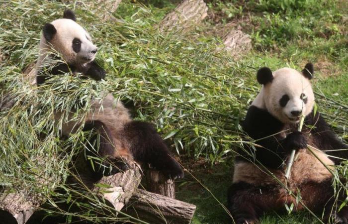 Pandas born in Belgium leave Pairi Daiza: the animal park’s “little gift” to visitors (video)