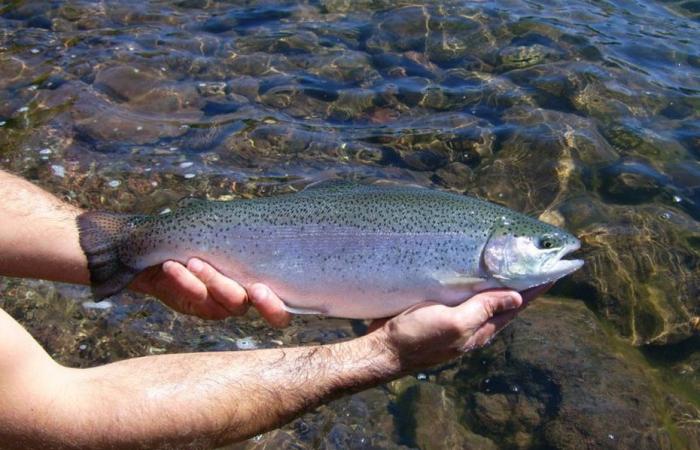 breathing problem, modified habitat, fish are also victims