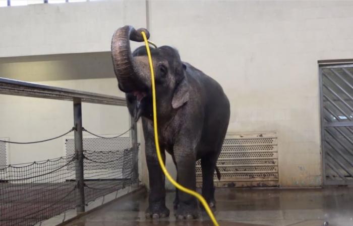 Mary, the Asian elephant who reinvents the shower