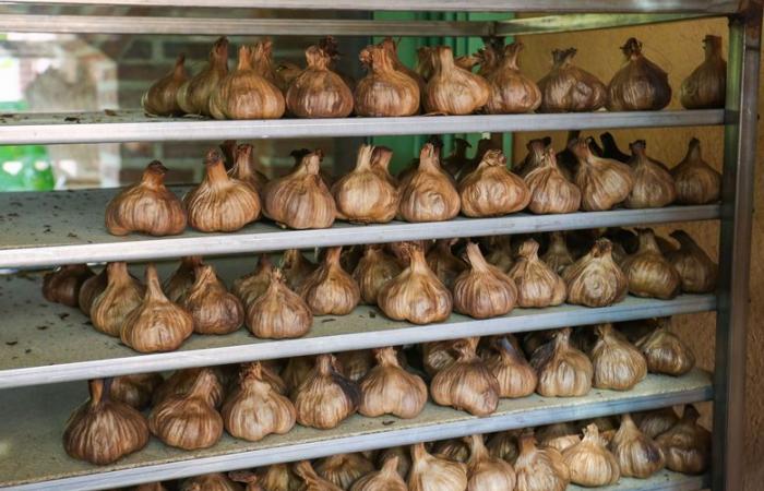 He gave up pizza to make his own black garlic near Perpignan