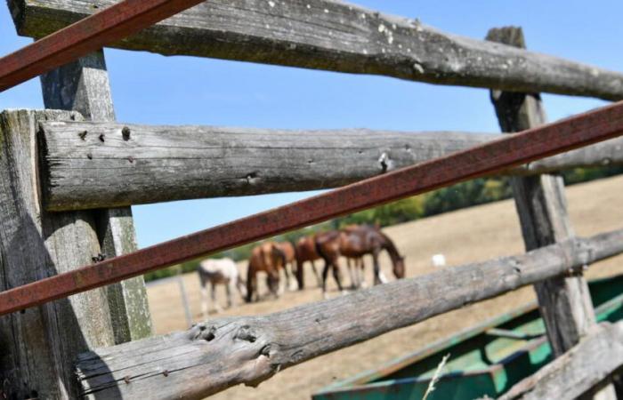 a competition mare killed by a hunter