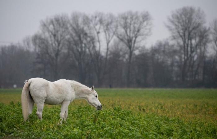 A 30,000 euro competition horse killed by a hunter on private property