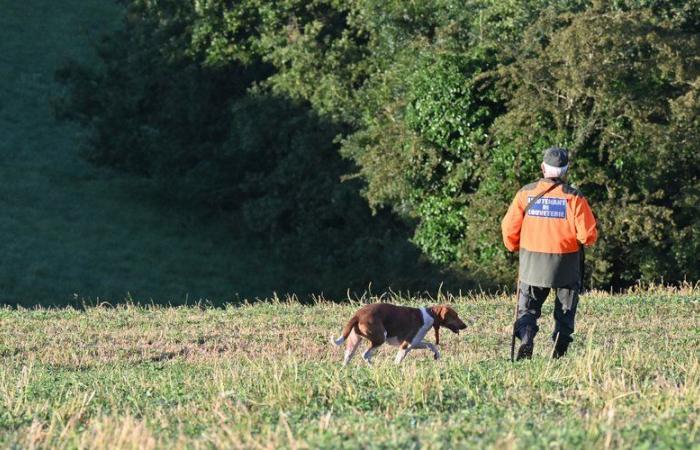 “It was not an accident”: woman accuses hunter of deliberately killing her 30,000 euro mare