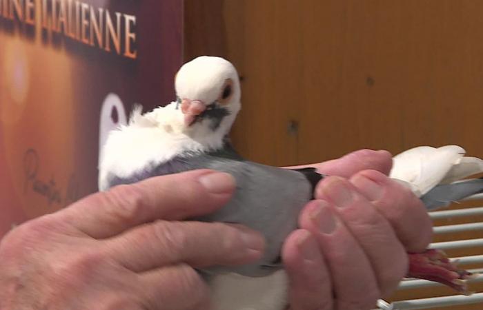 At the barnyard animal show, we challenge avian flu