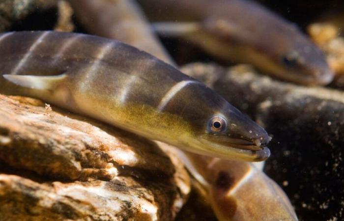 Could there be “eel under the rock” in Charente-Maritime?