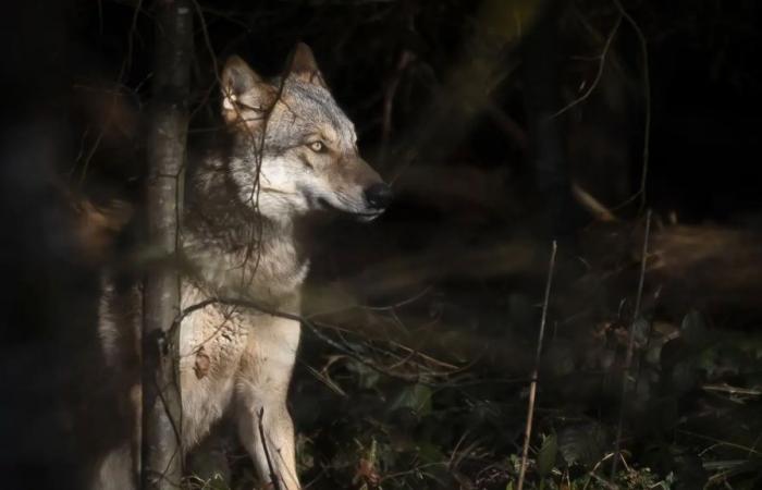 Here is the most dangerous wolf in Switzerland