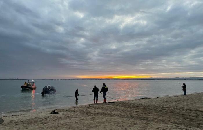 The whale stranded in Val de Saire was finally evacuated