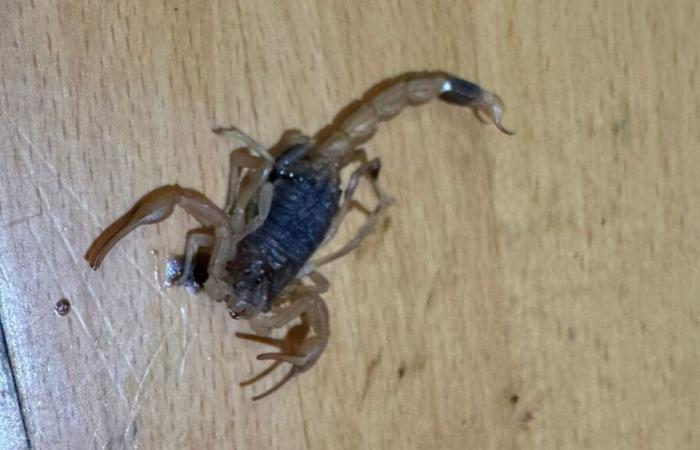 This is the scorpion from the Shein package: Those who are stung are insulted | Regional