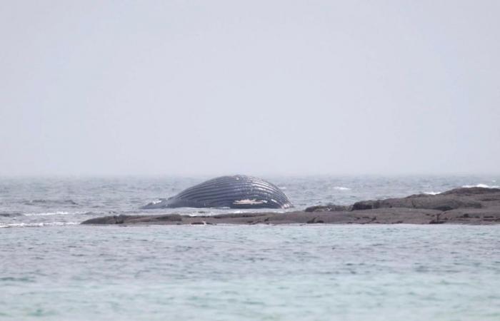 IN PICTURE. A whale washes up on a Channel beach