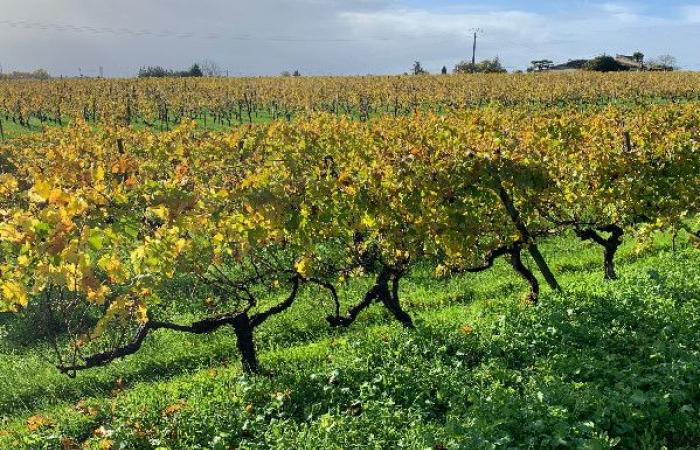 Uncapped tax exemption for the transfer of family vineyards