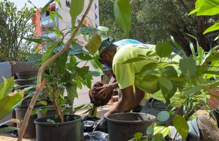 In “green” and against everything, Mamoudzou wants to beautify the daily lives of its inhabitants