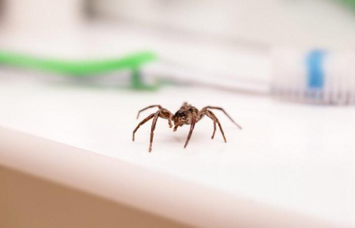 Here's why you'll encounter more spiders between now and November