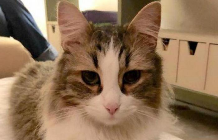 Death of Neko, cat crushed by a TGV: SNCF finally released on appeal