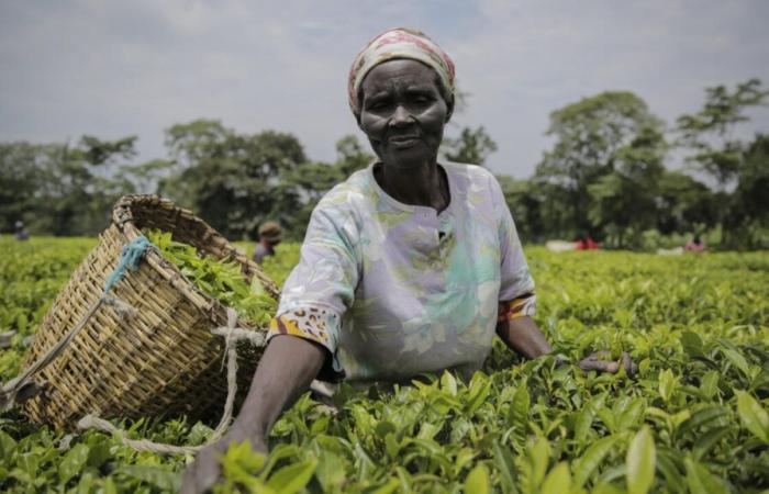 Kenya struggles to eliminate its stocks and raises its floor price