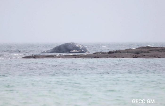 In the English Channel, a dead whale found stranded in Val de Saire