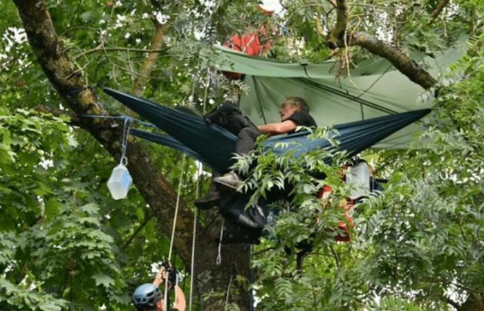 Green light from the court for the felling of trees on the Bordeaux-Toulouse LGV line, “squirrels” continue to occupy the site