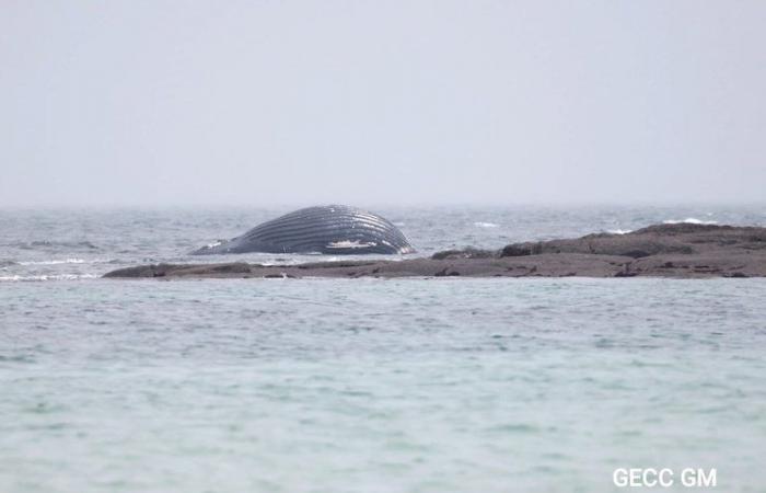 “It’s a young one, five meters long”: a whale “which weighs around two tonnes” washes up on a French beach