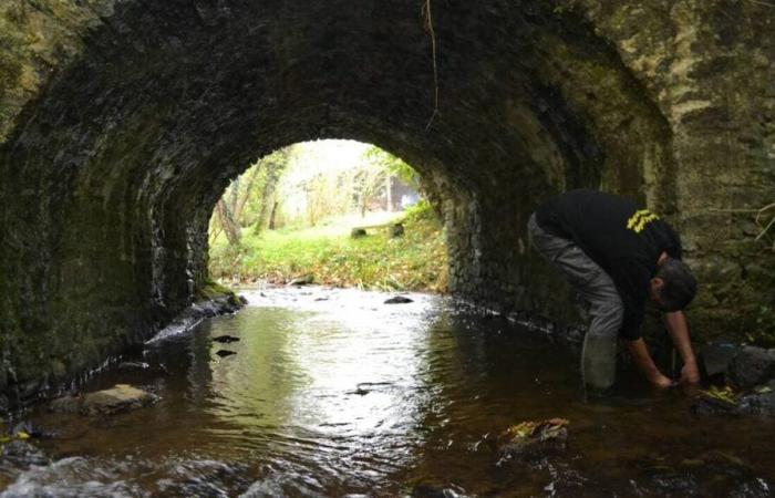 Why does the Maine-et-Loire fishing federation want to monitor the temperature of rivers?