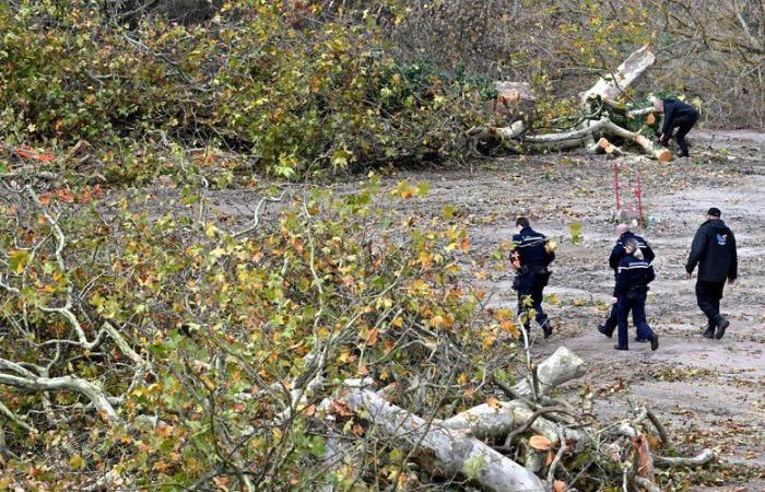 LGV Bordeaux-Toulouse: north of Toulouse, opponents of the project are organizing after the felling of several trees