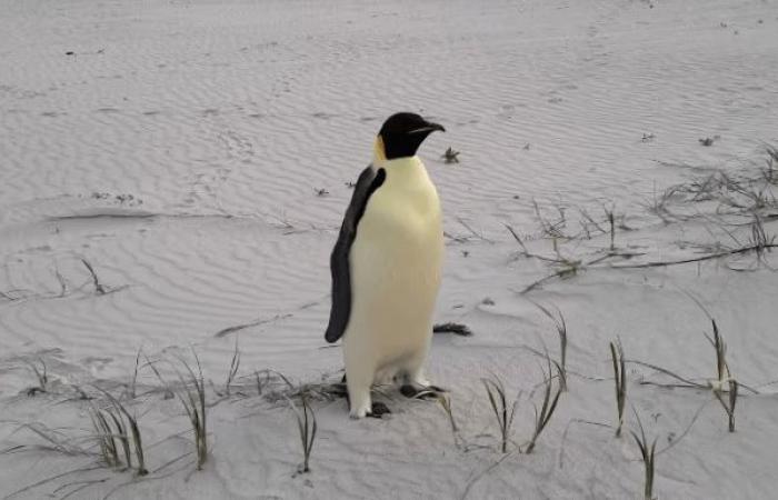 Current followed: Emperor penguin Gus gets lost in Australia, 3,400 km away