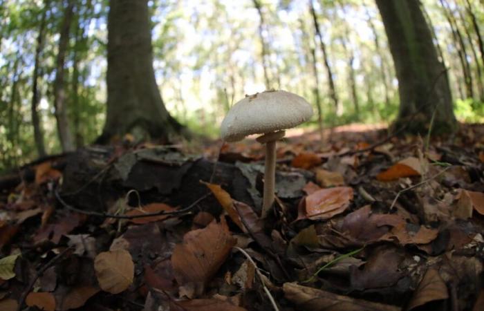 Tarn-et-Garonne: a septuagenarian, missing after going to pick mushrooms, found in a ditch