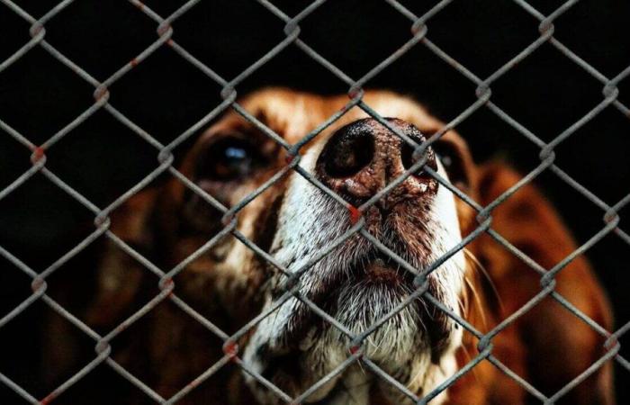 the very first SPA shelter and its animals have moved to a new location