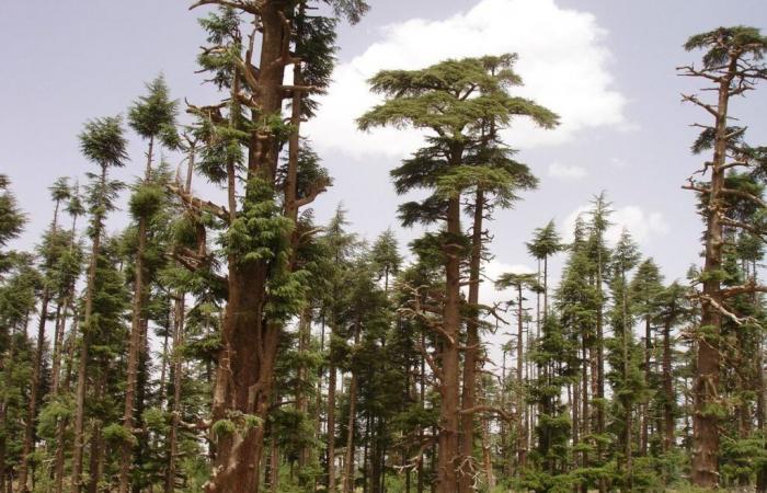 Scientists are mobilizing for the Moroccan cedar forest [INTÉGRAL]